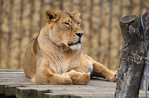 Female leo — Stock Photo, Image