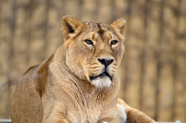 Female leo — Stock Photo, Image