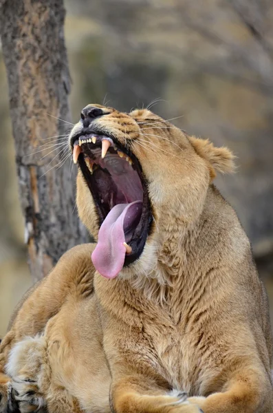 Female leo — Stock Photo, Image