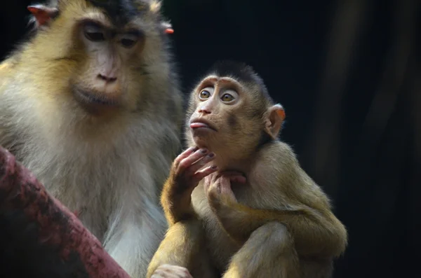 Pig macaque — Stock Photo, Image