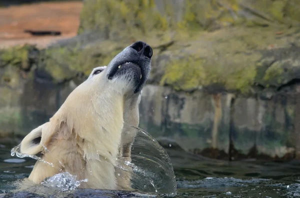 Seebär — Stockfoto