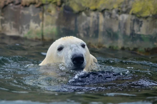 Moře medvěd — Stock fotografie