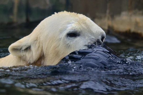 Deniz ayısı — Stok fotoğraf