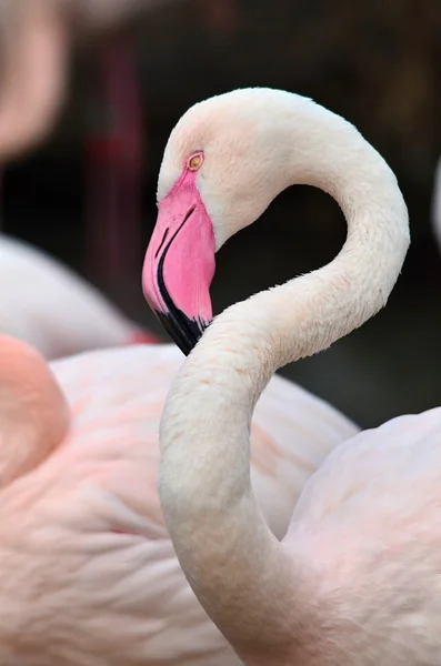 Flamingo Ordförande — Stockfoto