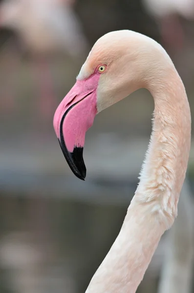 Flamingo — Stock Photo, Image