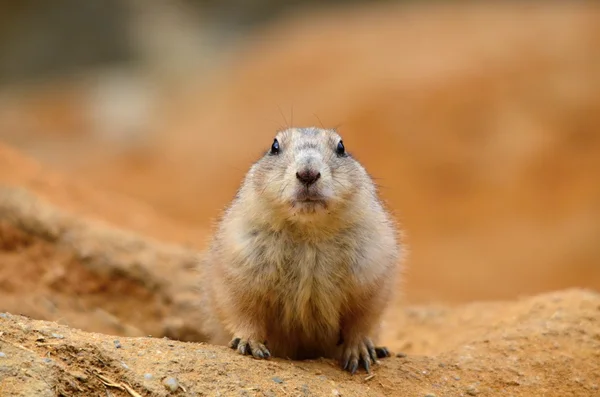 Black-tailed prairie dog — Stock Photo, Image