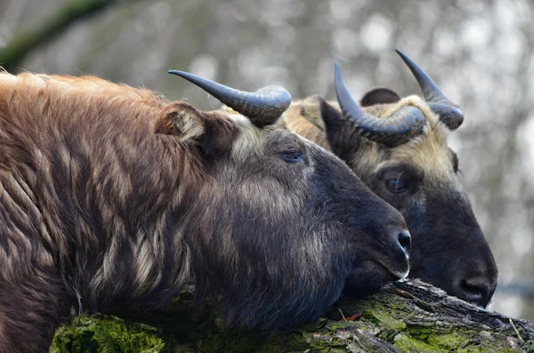 Takin — Stok fotoğraf