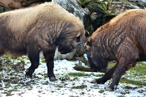 Takin... — Fotografia de Stock