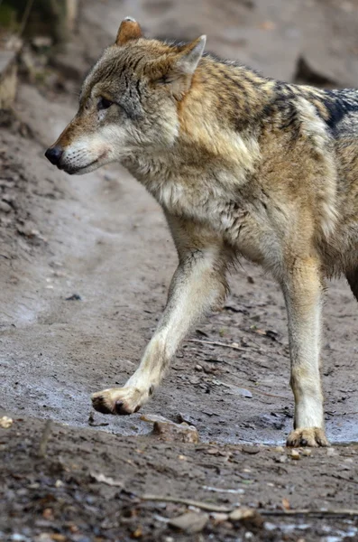 Lobo —  Fotos de Stock