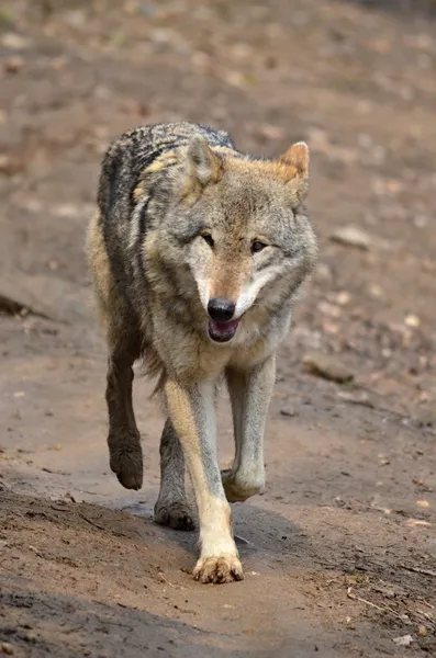 Lobo — Foto de Stock