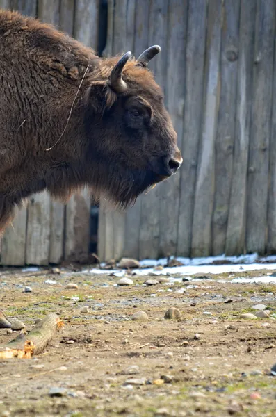 Bufalo — Foto Stock