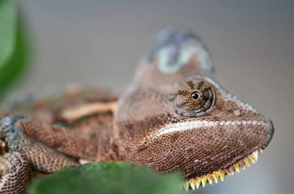 Chameleon — Stock Photo, Image