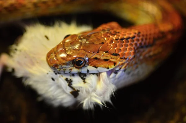 Serpente — Foto Stock