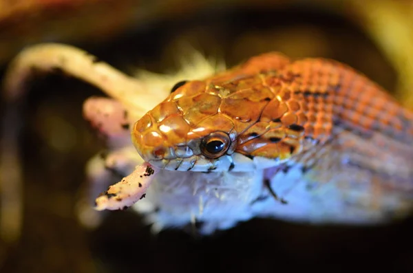 Snake — Stock Photo, Image