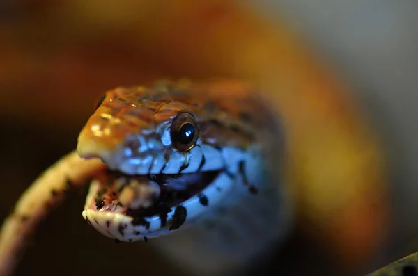 Snake — Stock Photo, Image