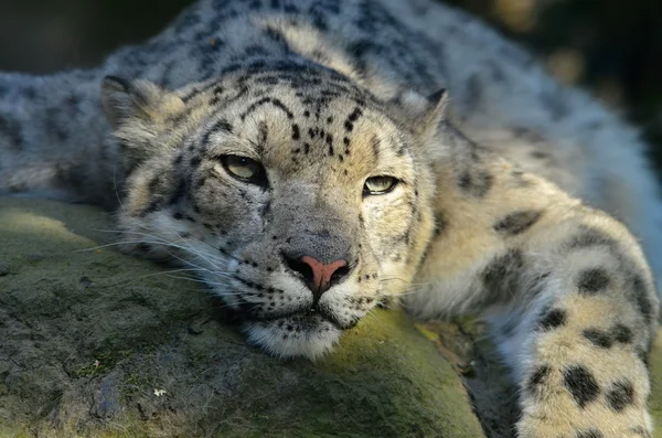 Leopardo de la nieve — Foto de Stock