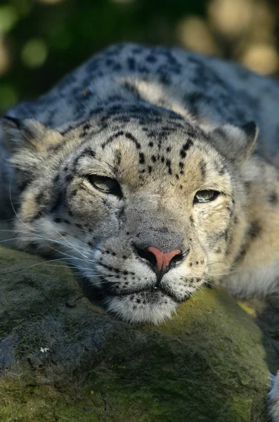 Leopardo da neve — Fotografia de Stock