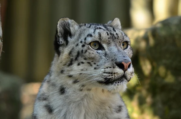 Leopardo de la nieve — Foto de Stock