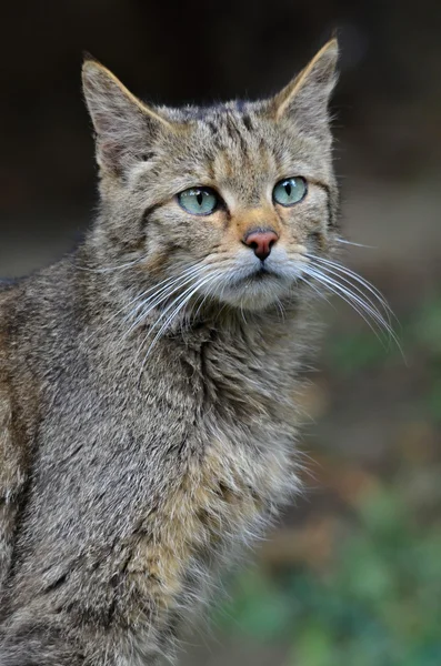 Vildkatt — Stockfoto