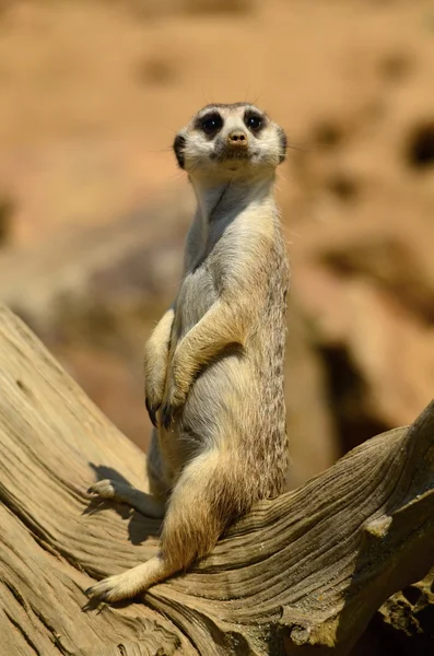 Meerkat — Stock Photo, Image