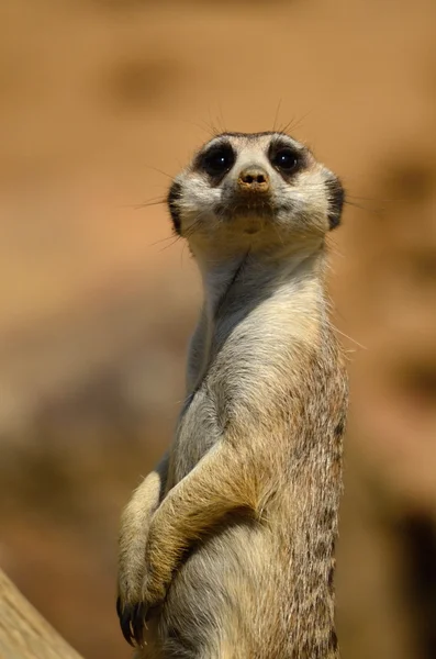 Meerkat — Photo