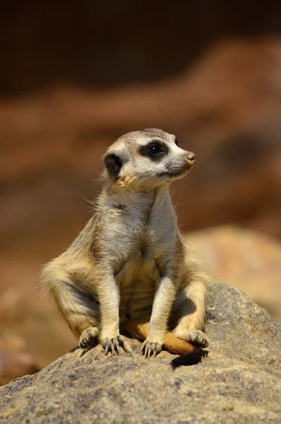 Meerkat. — Foto de Stock