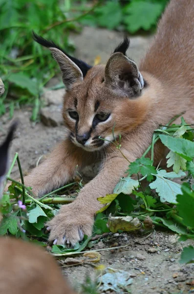 Caracal — Foto Stock