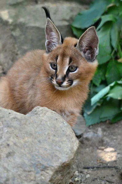 Caracal — Stockfoto