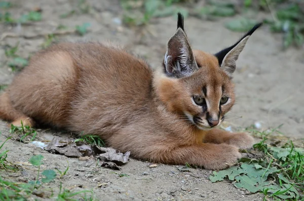 CARACAL — Stock fotografie