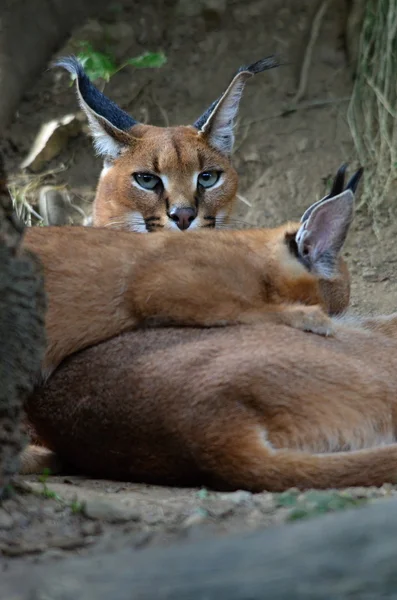 Caracal — Fotografia de Stock