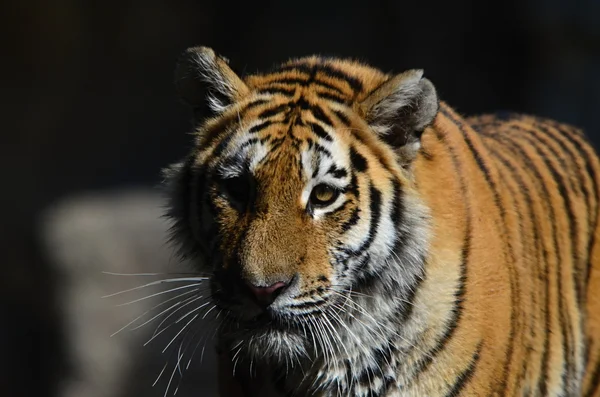 Tiikeri — kuvapankkivalokuva