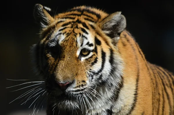 Tiikeri — kuvapankkivalokuva