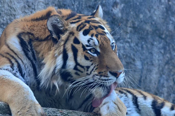 Tijger — Stockfoto