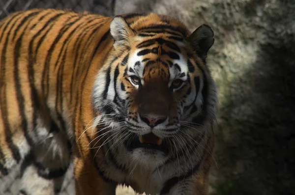 Tijger — Stockfoto