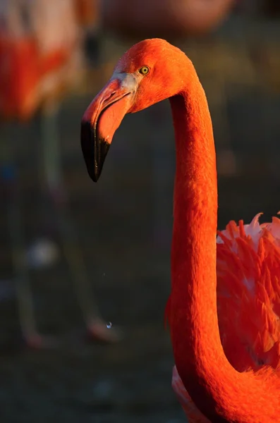 Flamingo — Stock Photo, Image