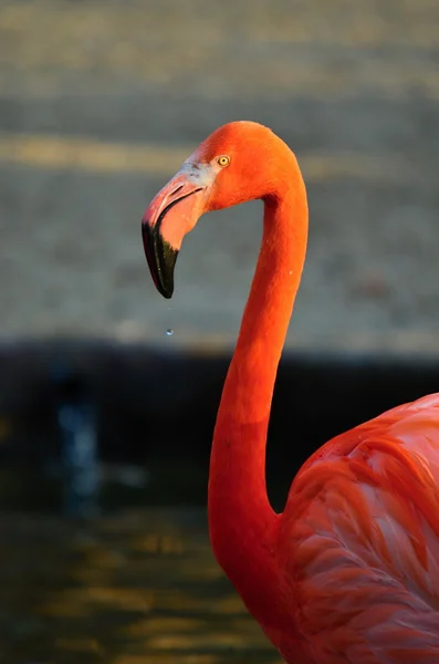 Flamingo — Fotografia de Stock