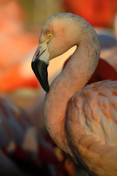 Flamingo — Stock fotografie