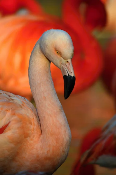 Flamingo Ordförande — Stockfoto