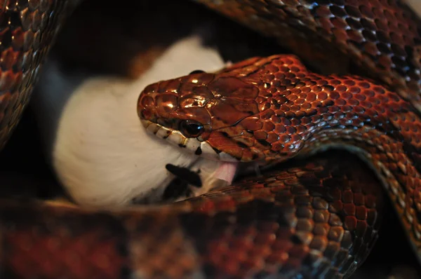 Snake — Stock Photo, Image