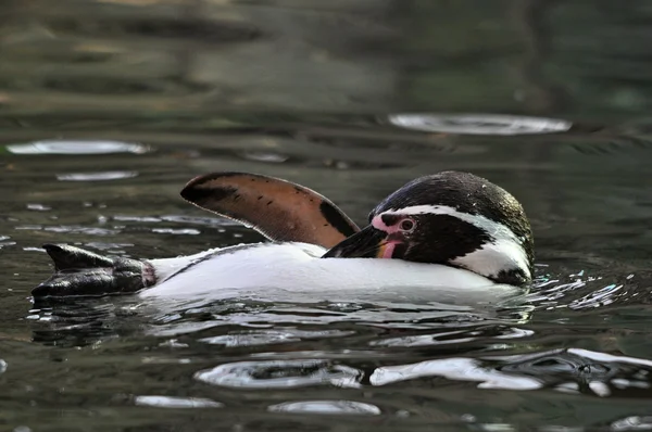 フンボルト ペンギン — ストック写真