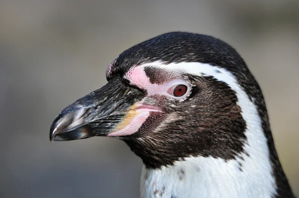 Пингвин, Гумбольдт — стоковое фото