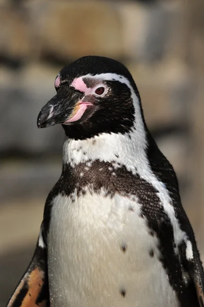 Pinguim Humboldt — Fotografia de Stock