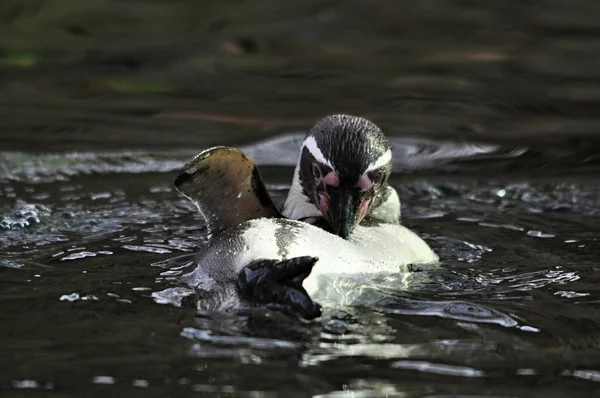 フンボルト ペンギン — ストック写真