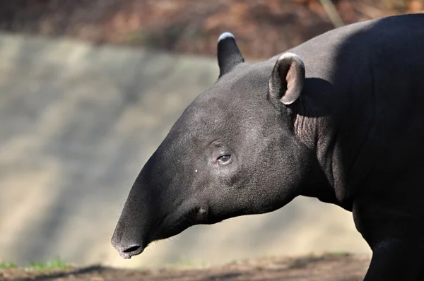 Malaysiska tapir — Stockfoto