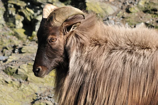 Tahr Ιμαλαΐων — Φωτογραφία Αρχείου