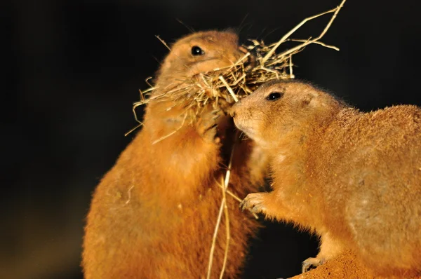 Prairie dog — Stock Photo, Image