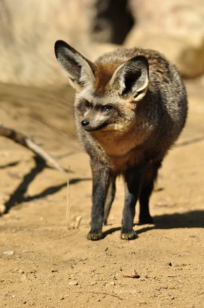 Bat-eared fox — Stock Photo, Image