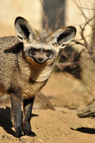 Fox uszami nietoperza — Zdjęcie stockowe