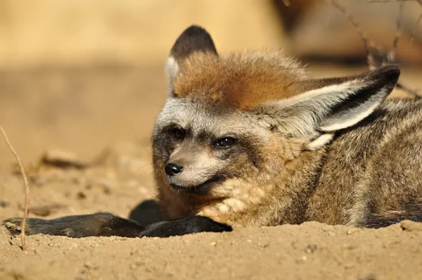 Volpe dalle orecchie di pipistrello — Foto Stock