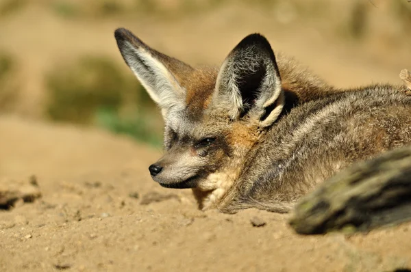 Volpe dalle orecchie di pipistrello — Foto Stock